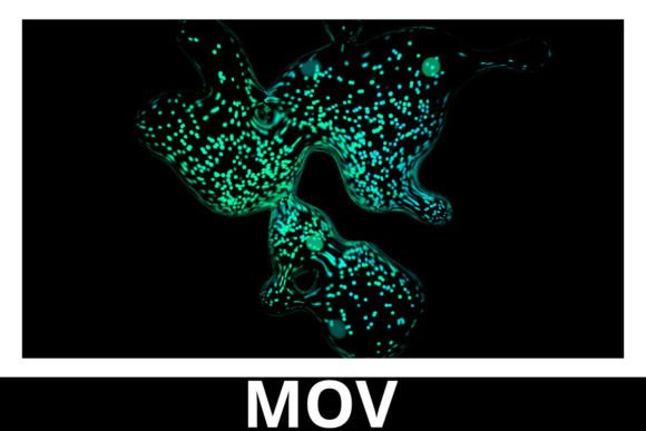 Green Abstract Shape Motion Graphics: A Visual Deep Dive