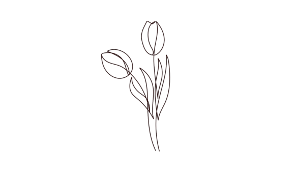 Tulip Flowers Outline Motion Graphics: Elegant Animation for Designers